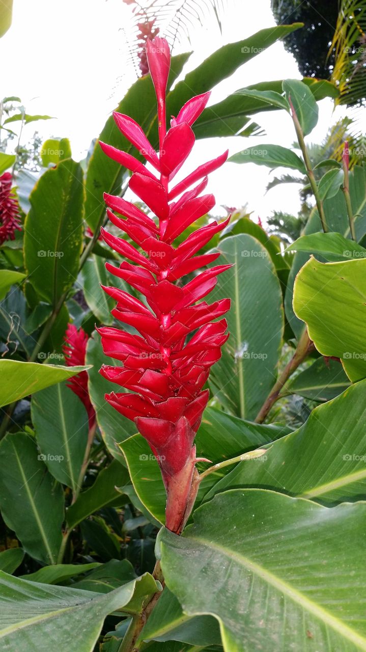 Hawaiian Ginger Plant