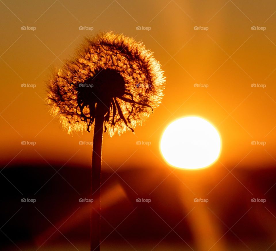 The dandolin and the sun.
SUNSET in the flower Field.I capture one of them in the sun.