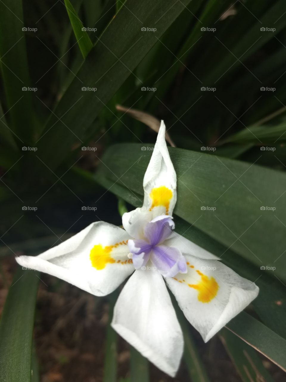 white, Yellow and violet Flower
