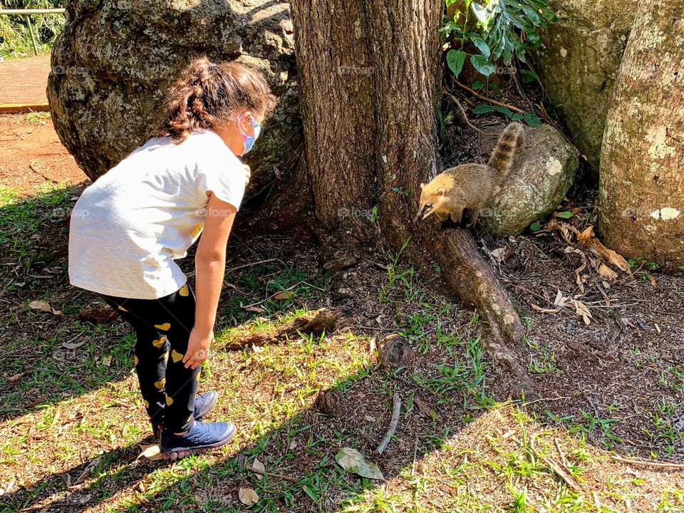Coati interacting with people in the park in Foz do Iguaçu, Brazil