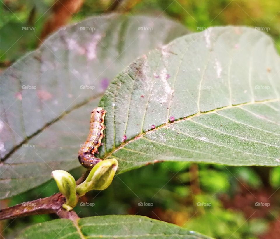 Survival in the wild