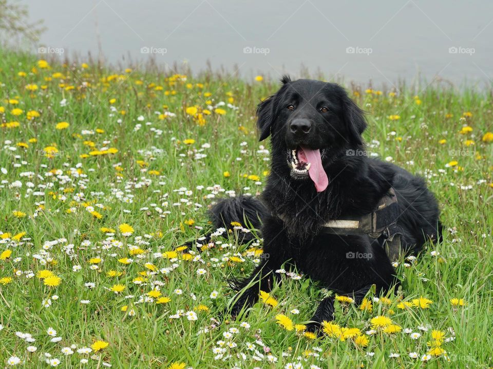 Hovawart lies on spring meadow