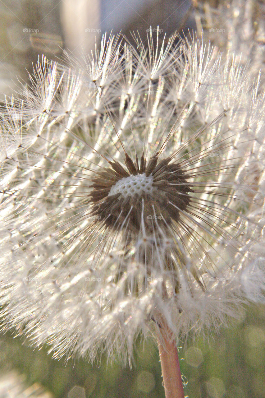 Dandelions