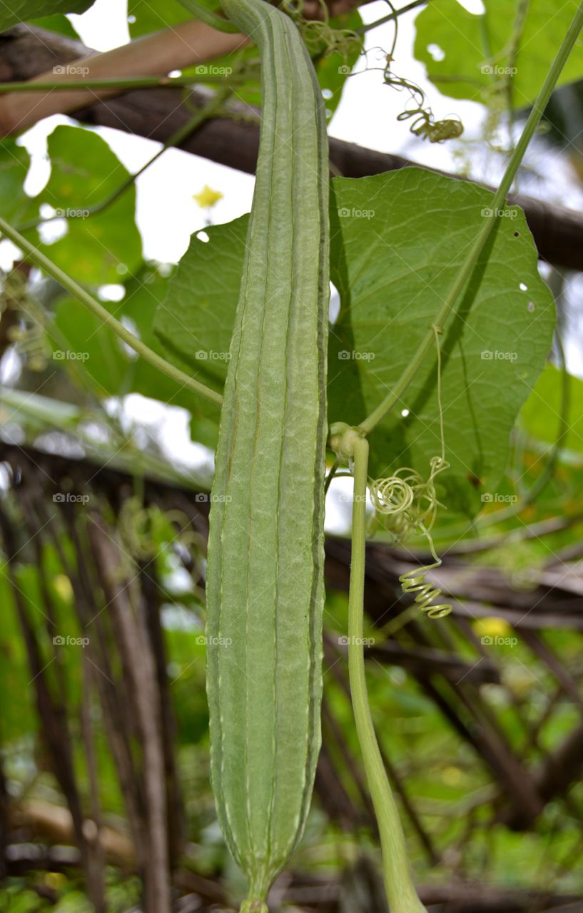 Close up of luffa in farm