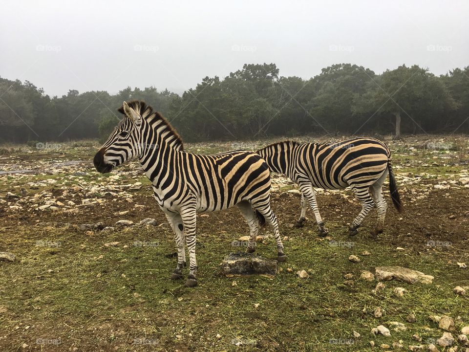 Zebra