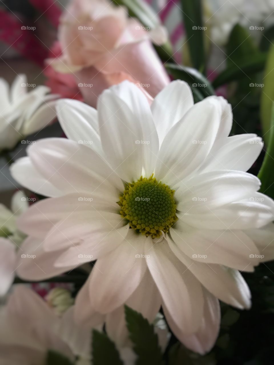Daisy #pure #white #nature
