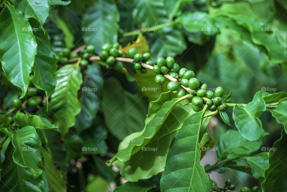 Coffee beans, coffee tree