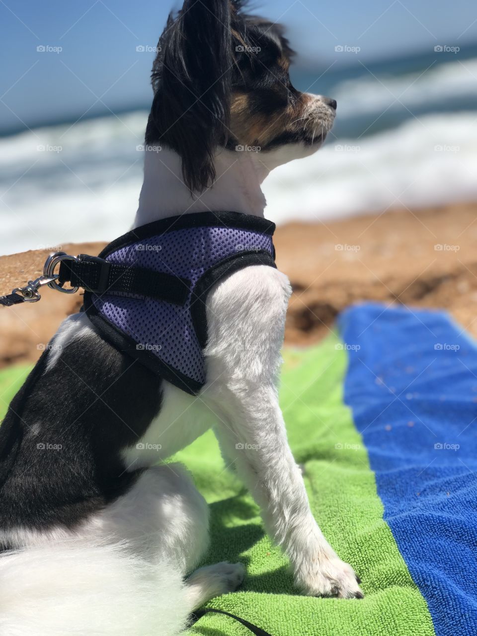 Bella at the beach