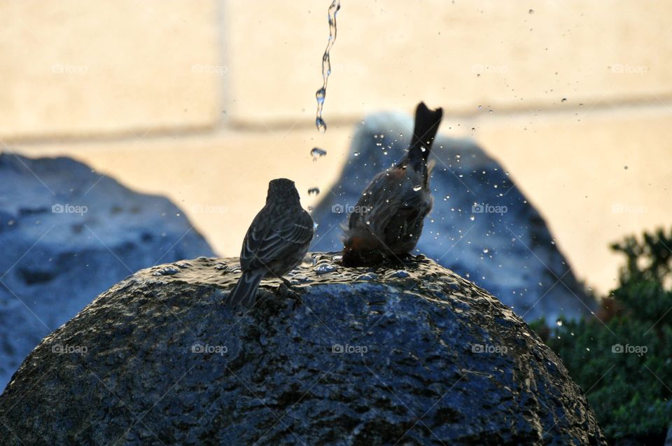 Bathing sparrows