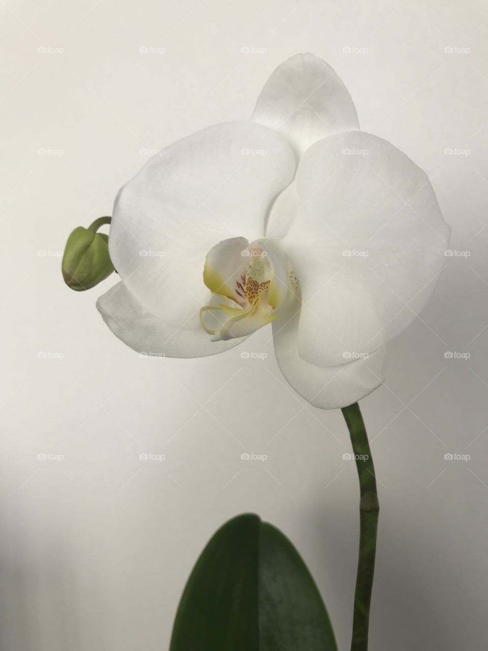 My blooming orchids 