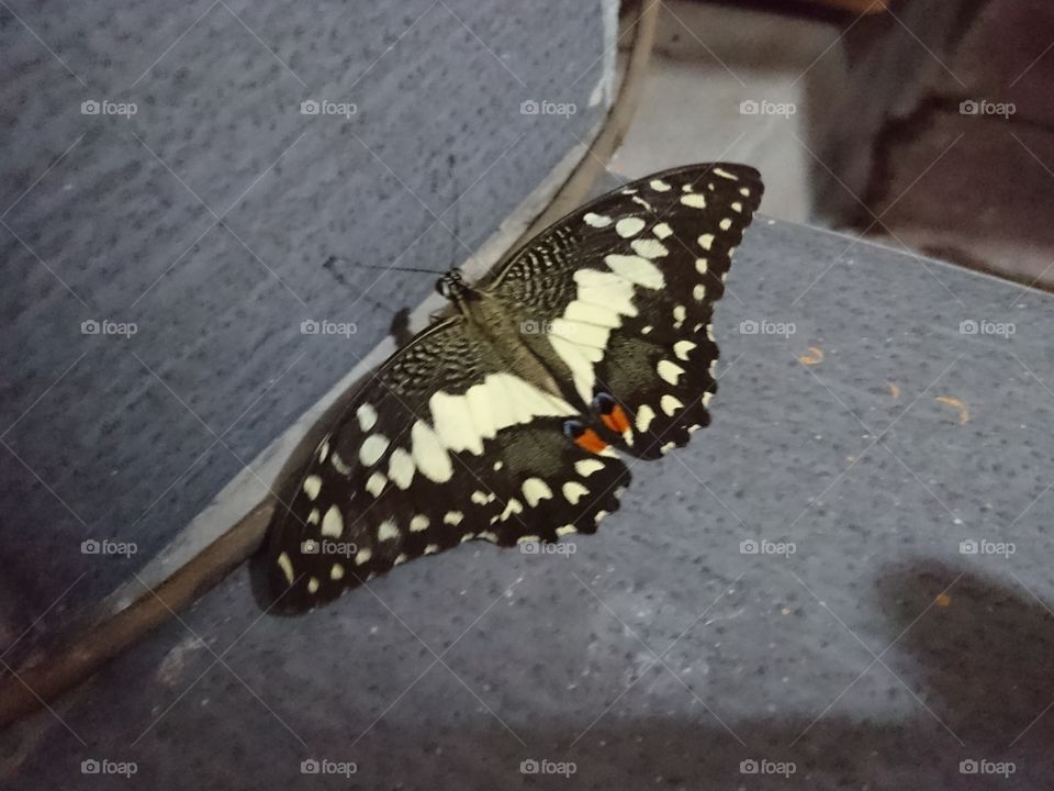 butterfly