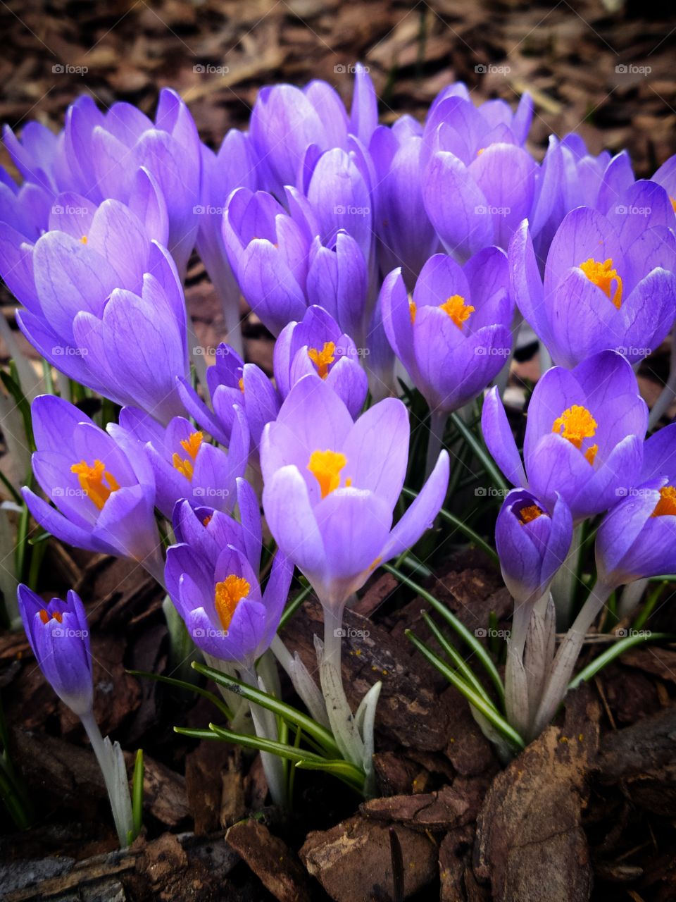The beginning of spring.  Lilac crocuses