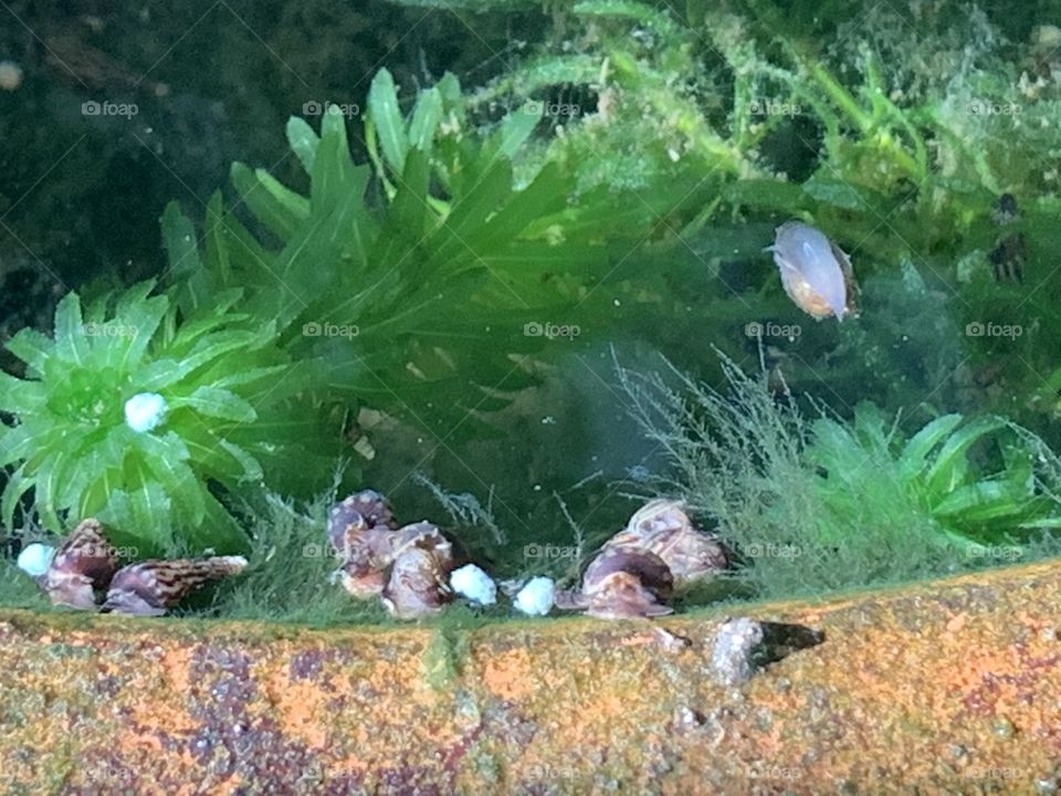 Bright colors in the fish tank, Countryside 