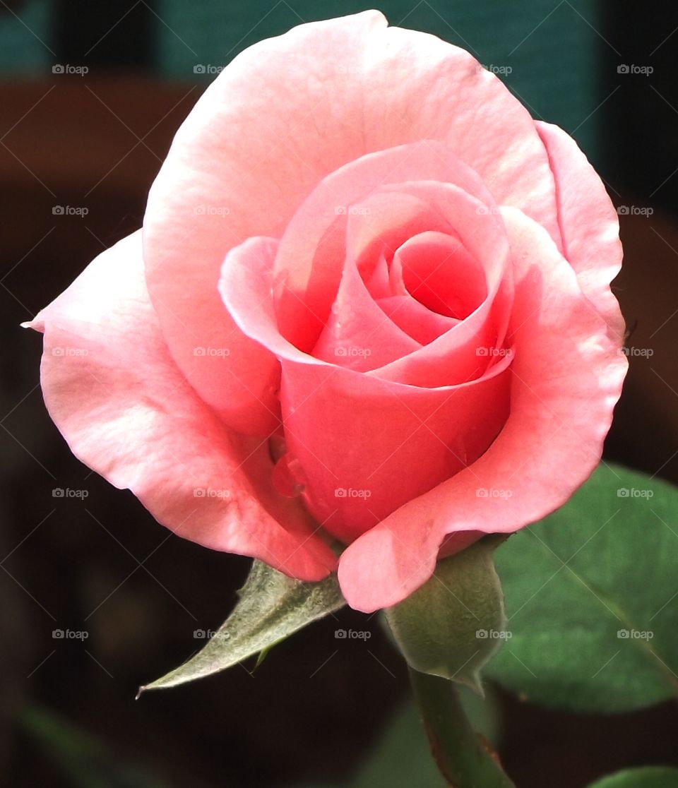 Cute Rose