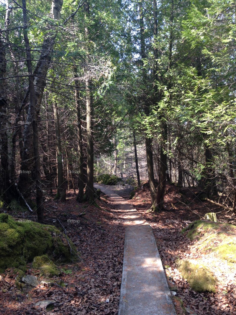 mysterious wanderlust trail 