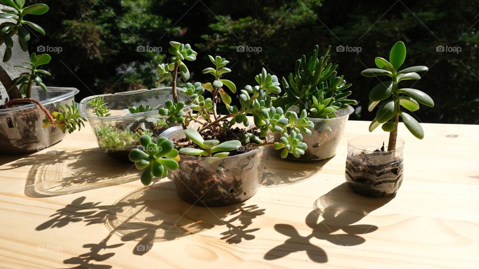 Used plastic food and beverage containers make great pots for plants.