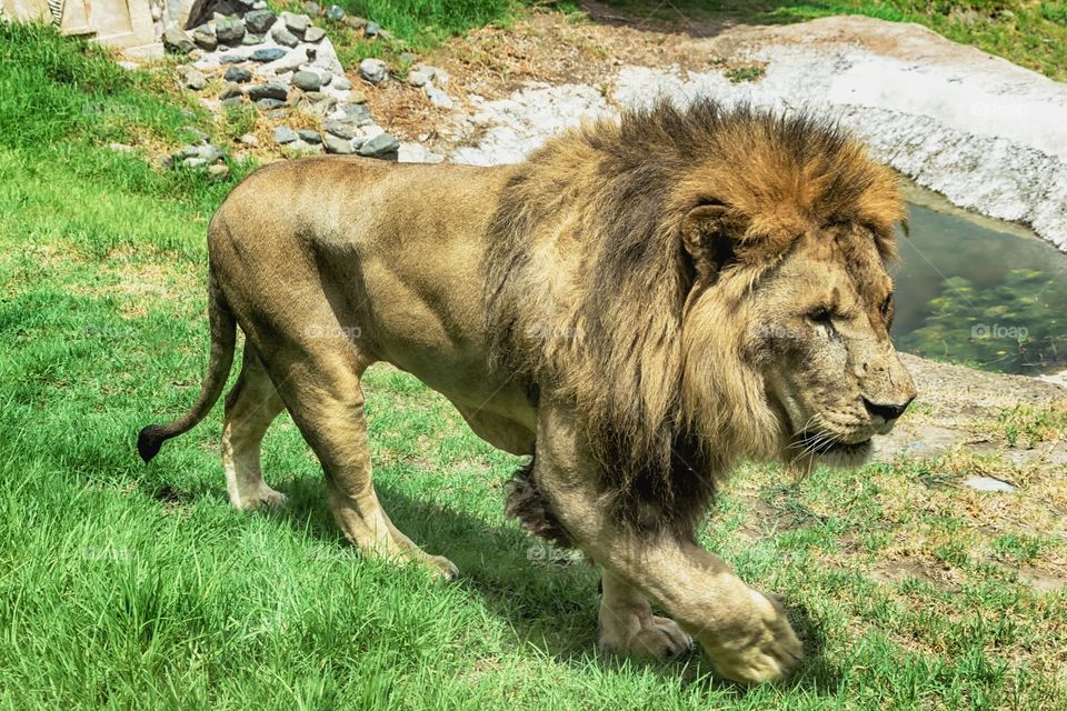 Lion, king of the jungle