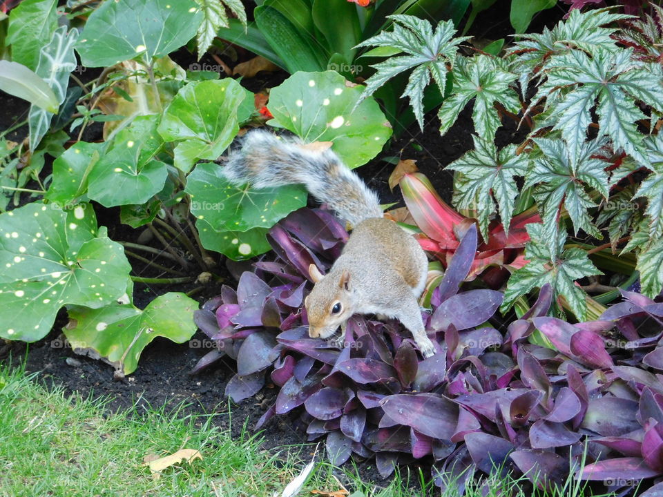 Écureuil 