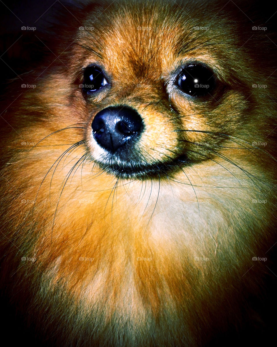 dark dog animal mammals by binkyboo