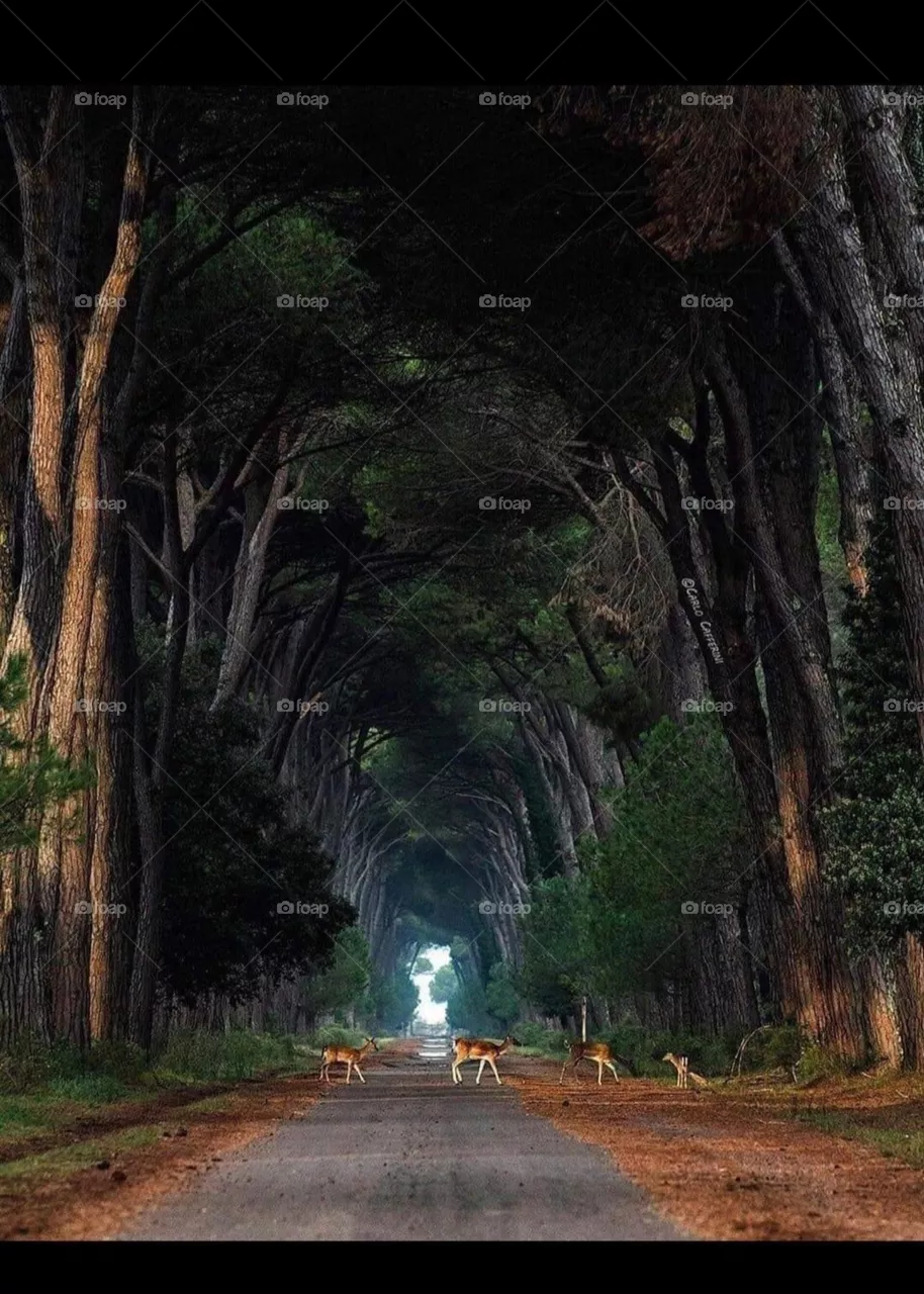 Road in jungle 