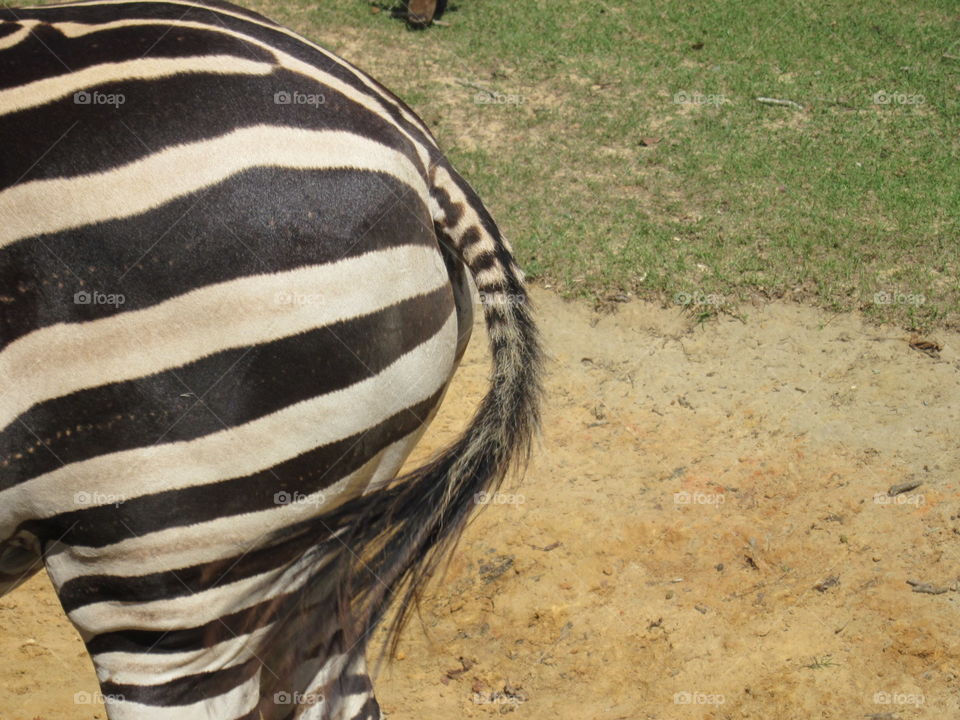 Butt of a zebra