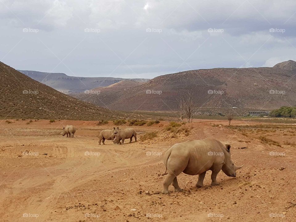 rhino family during safari in south africa