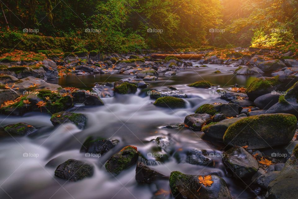 Autumn in Oregon 