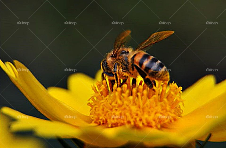 Abelha em flor