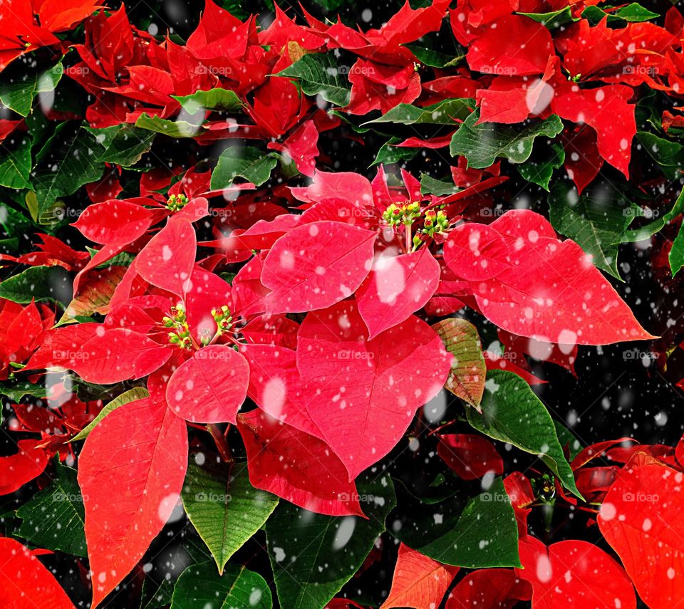 Poinsettia 
