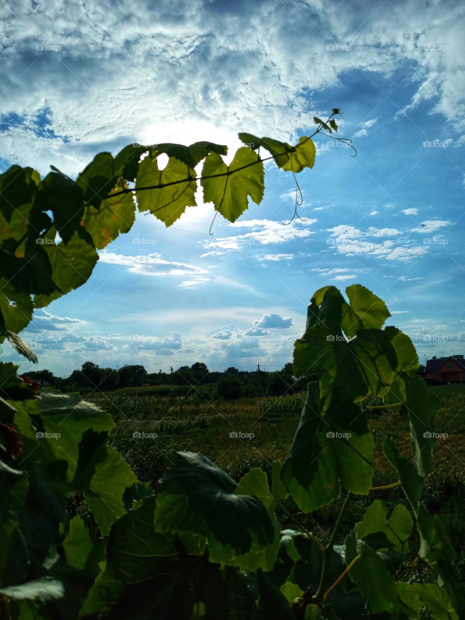 the combination of green and blue is just incredible🤩