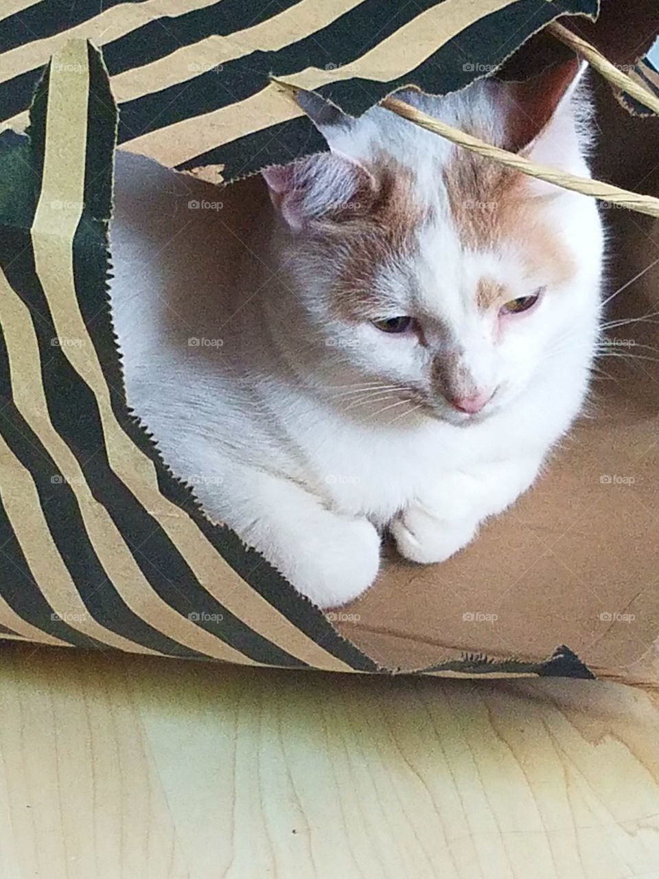 Cat-in-the-bag