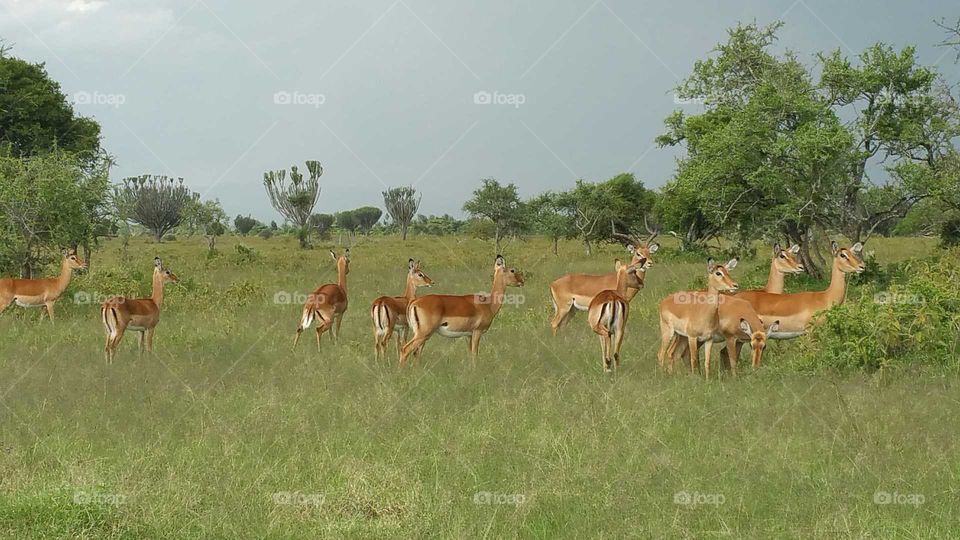 Antelopes Safari Deer