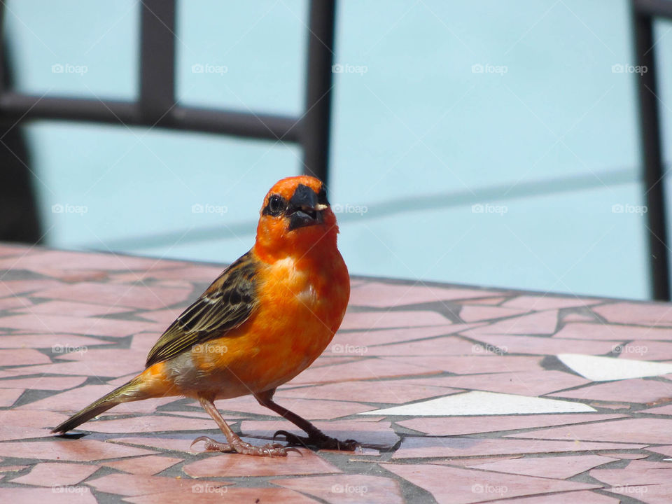 Portrait of bird