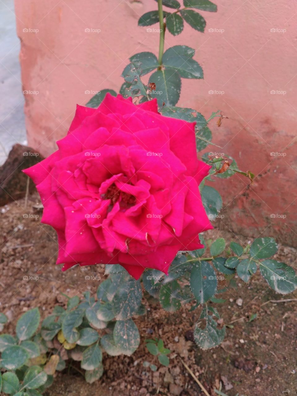 My garden
a beautiful pink flower