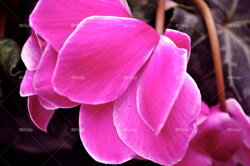 flower purple vibrant by sachin138