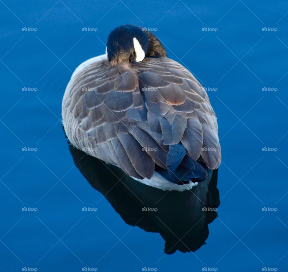 Birds and Bees in Motion 