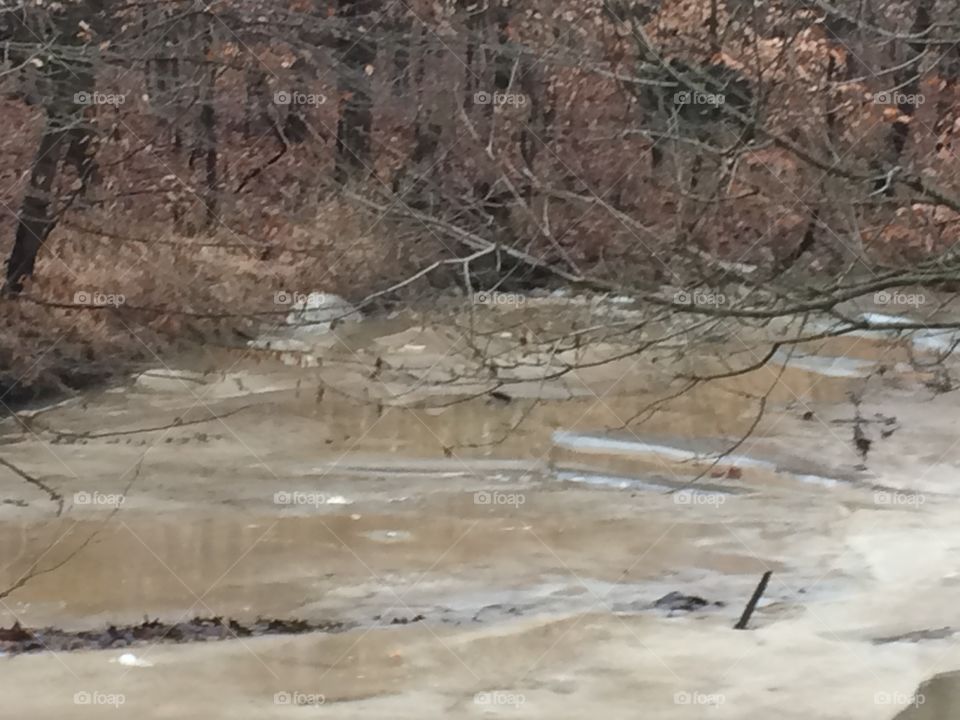 Flooded creek