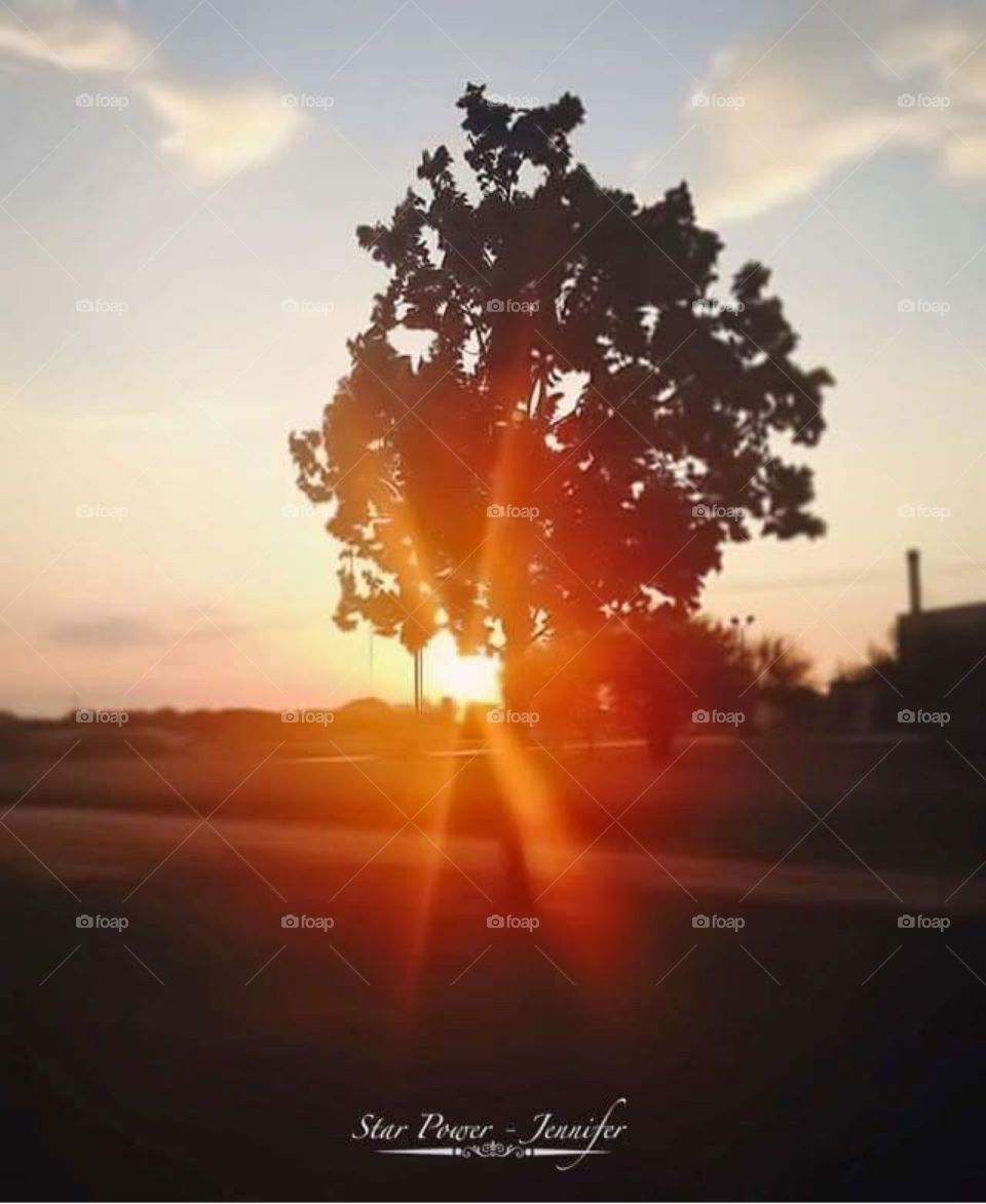 #tree #sunset #light #yellow #nature
 