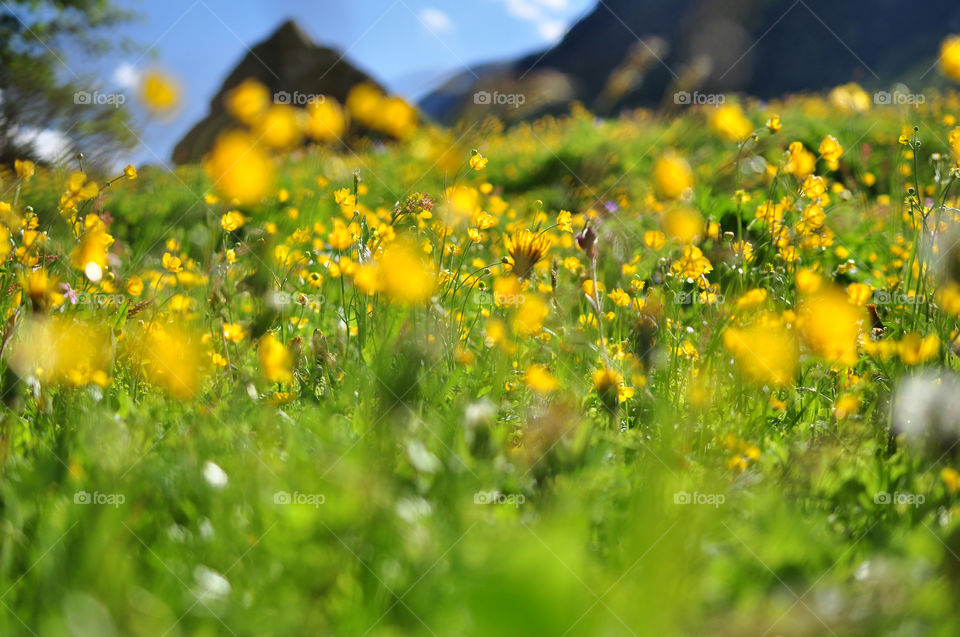 flowers meadow yellow dandelion by berry