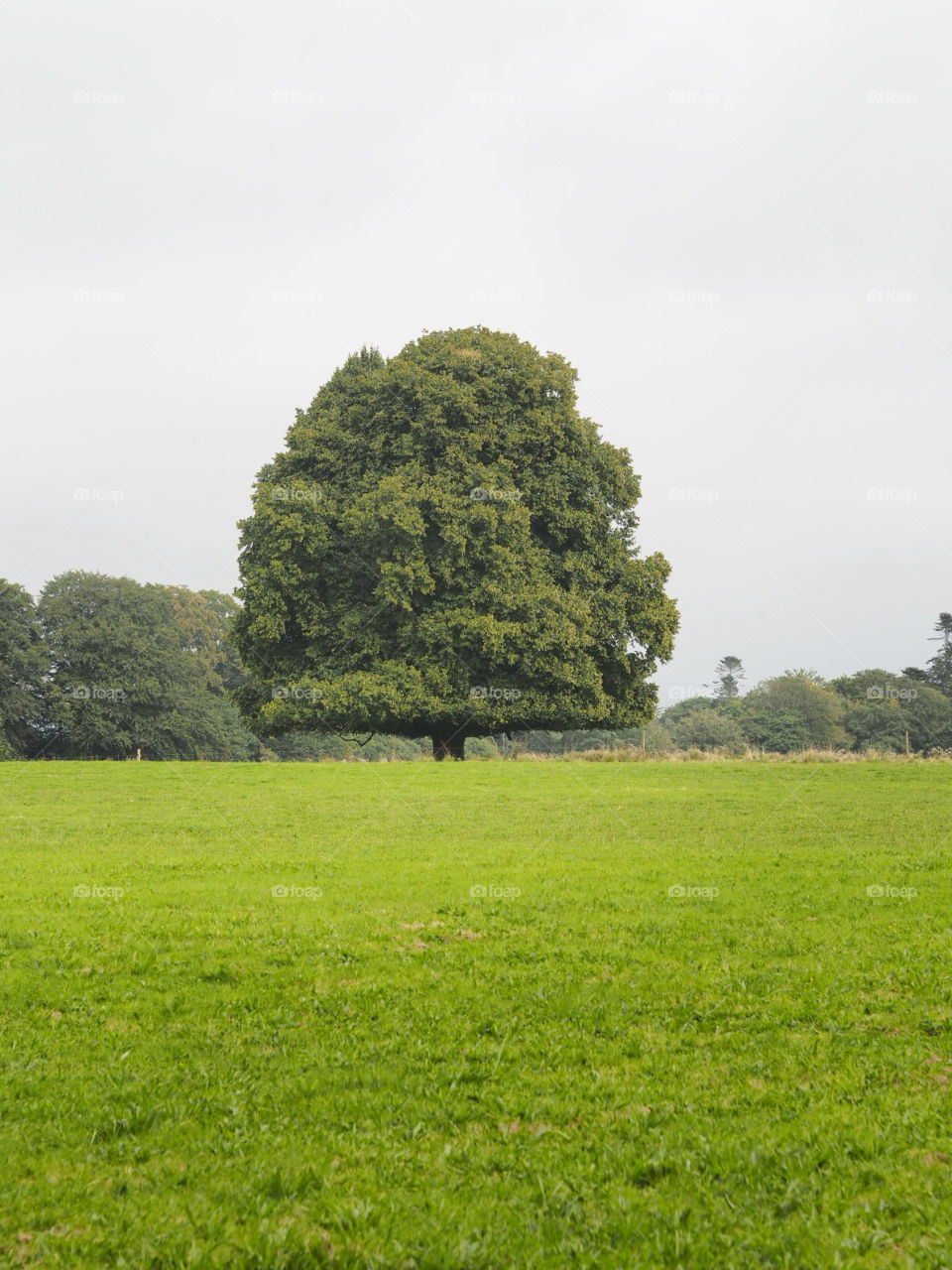 Giant tree in green open space