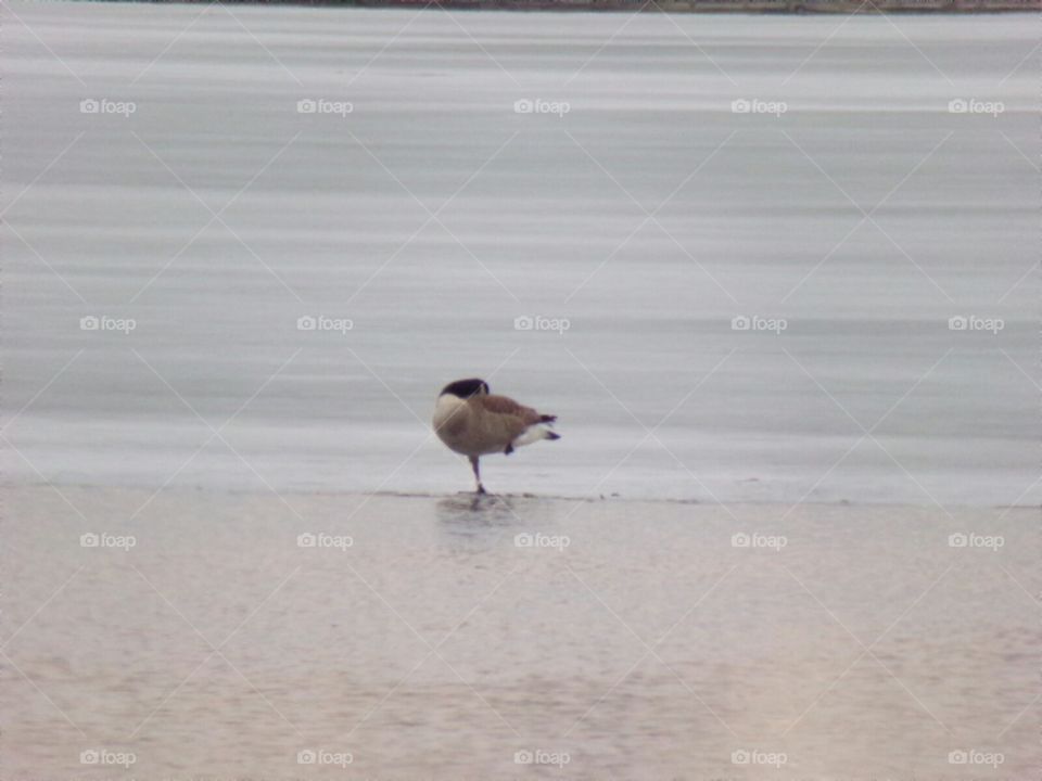 Patiently waiting for warmer days.