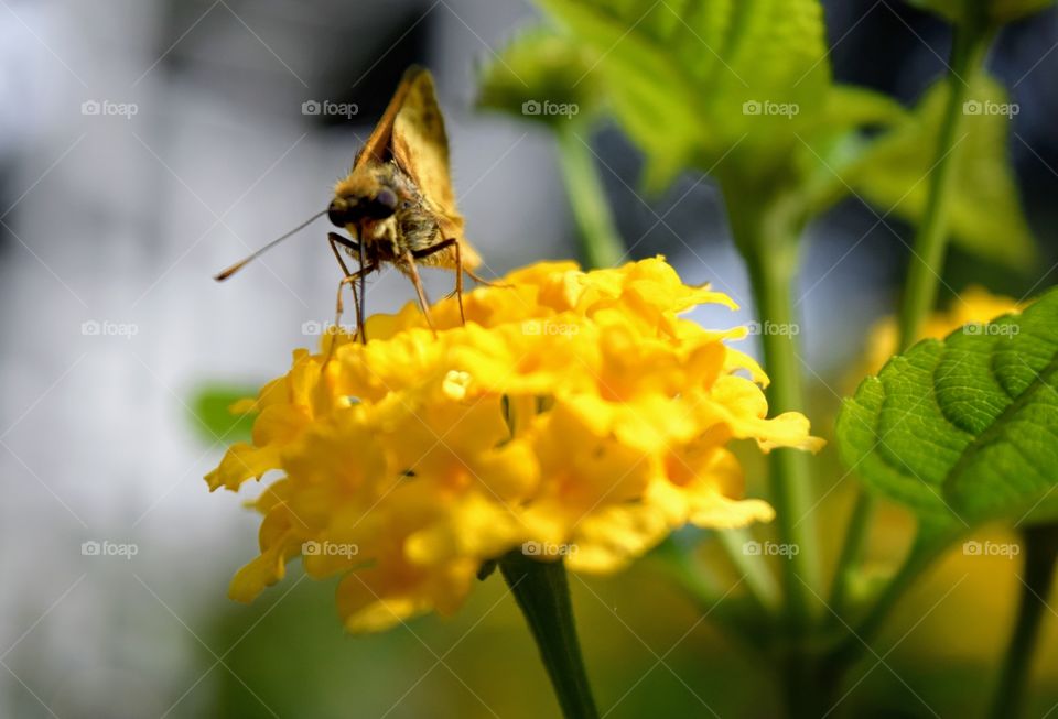 Visiting Flowers