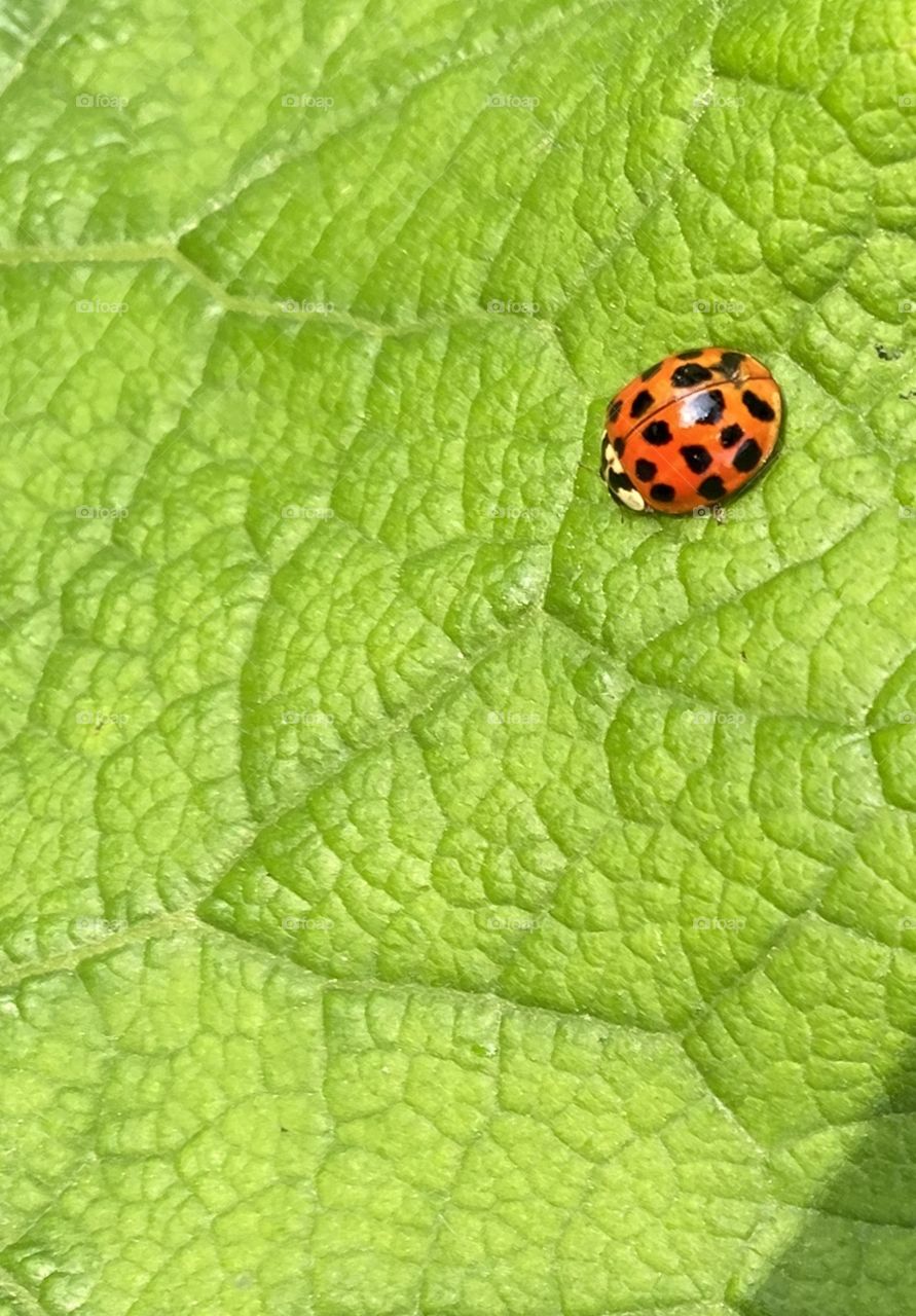 Ladybug on a green leaf