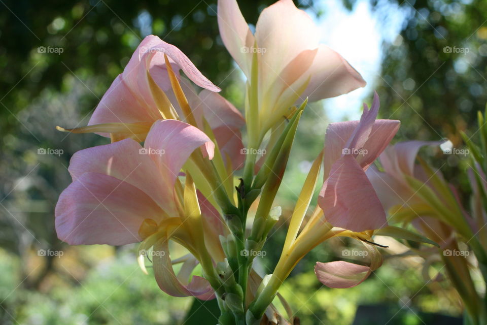 Blush Pink Floral