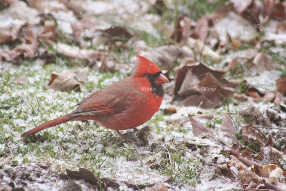 Birds