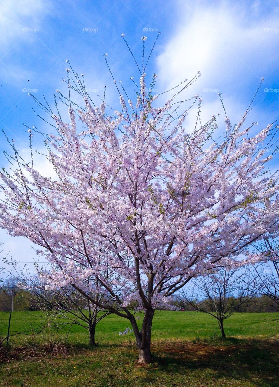 Cherry tree