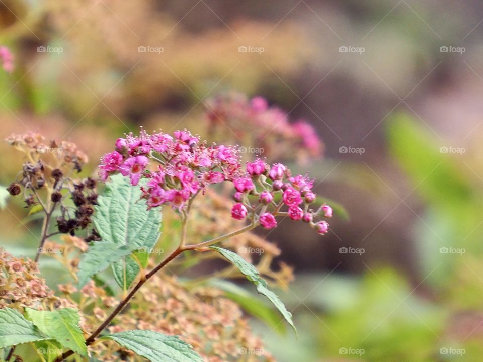 Late autumn flowering