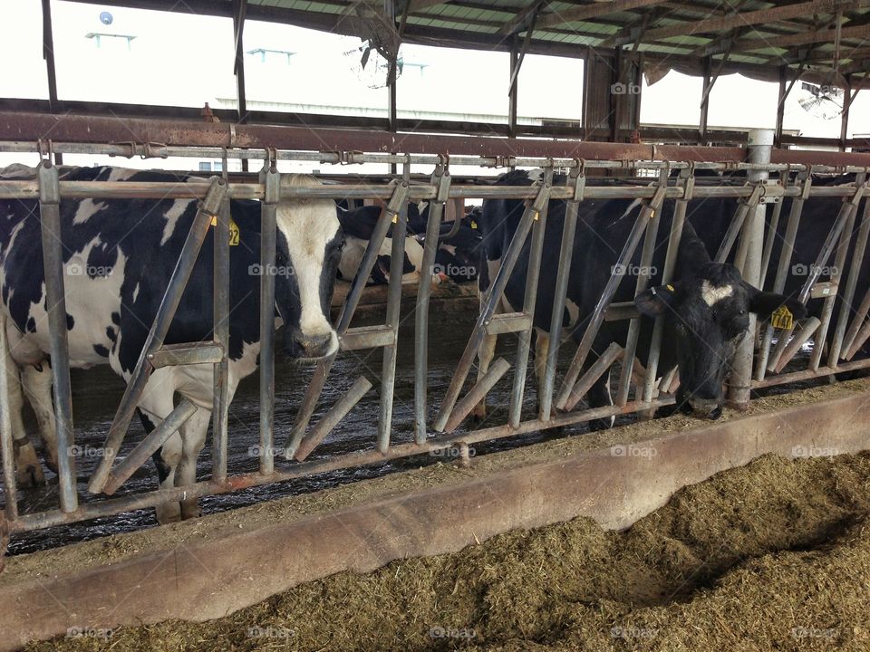 Cows in the barn getting ready to be milked. 