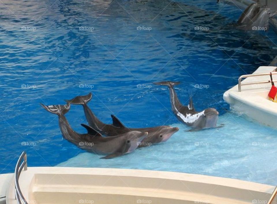 Dolphins posing for a show