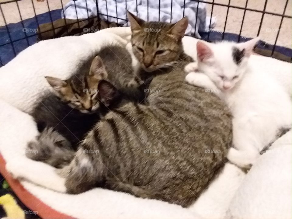 Rescued Momma and Kittens.